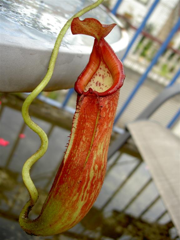 Nepenthes petiolata